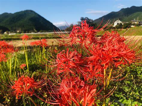 京都大原の里の彼岸花